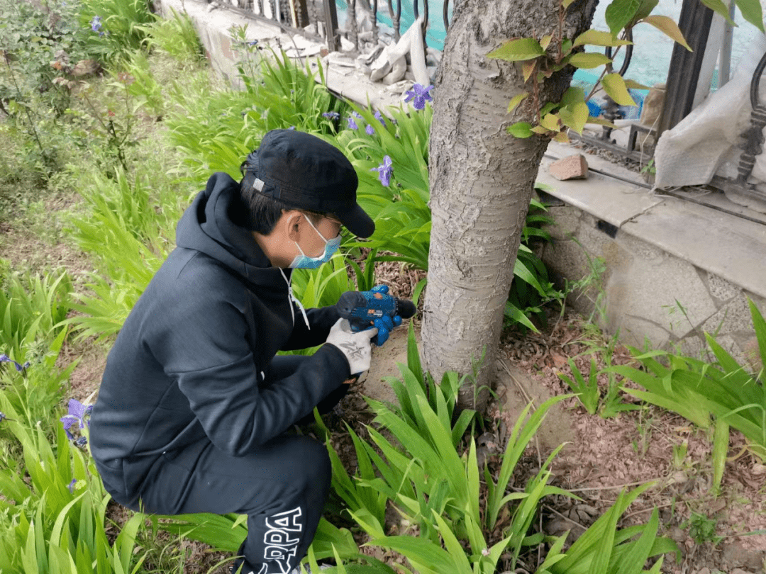 白蜡蛀干害虫防治图片