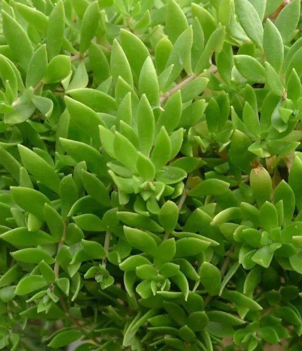 药言妙道这些青草药你认识吗