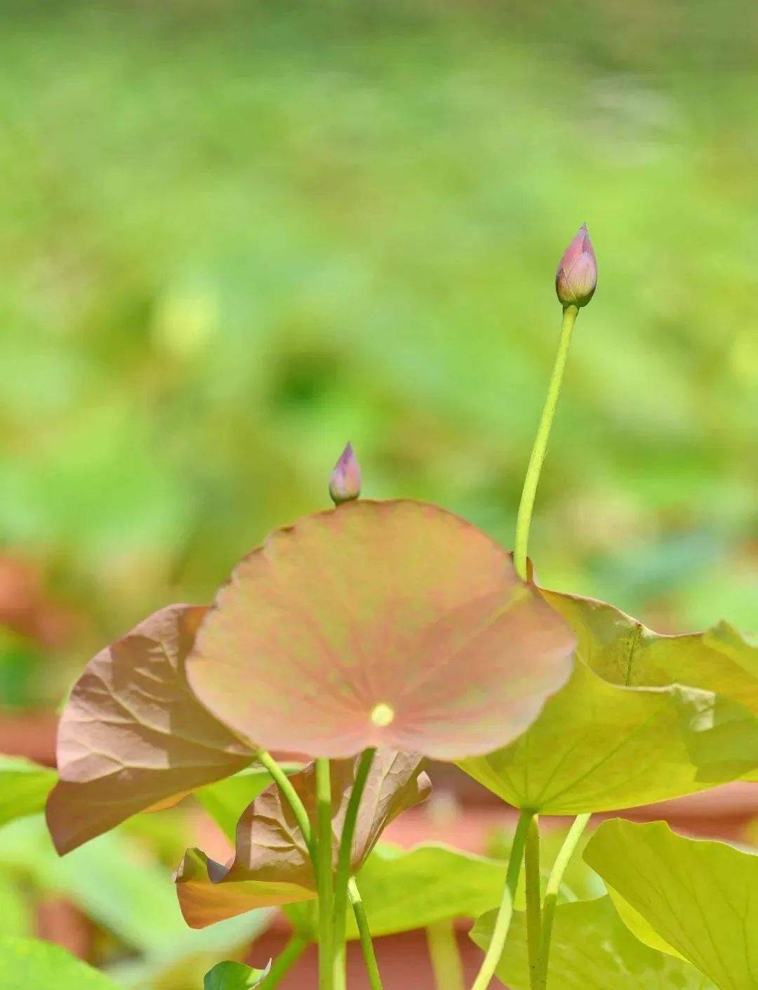 《初夏遊張園》[宋] 戴復古乳鴨池塘水淺深,熟梅天氣半陰晴.