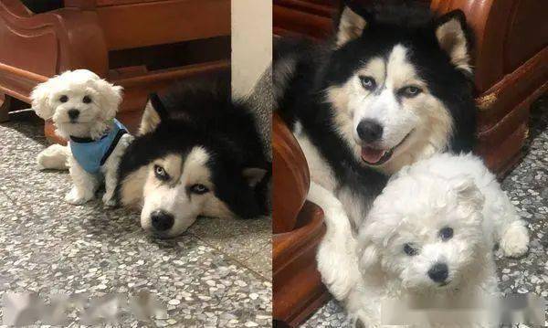 比熊犬从小给哈士奇带大,结果行为举止越来越相似!_肉丸_狗狗_哥哥
