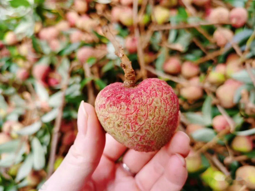 钦州历来是广西水果生产大市,也是全国重要的水果生产基地,现有水果