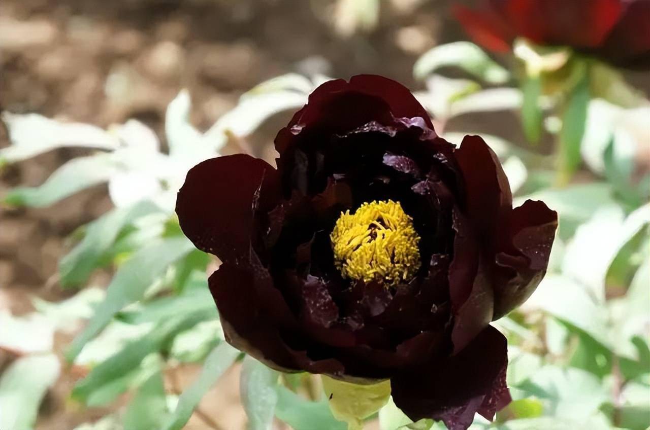 藏枝红紫色和春水绿波墨紫色牡丹欣赏