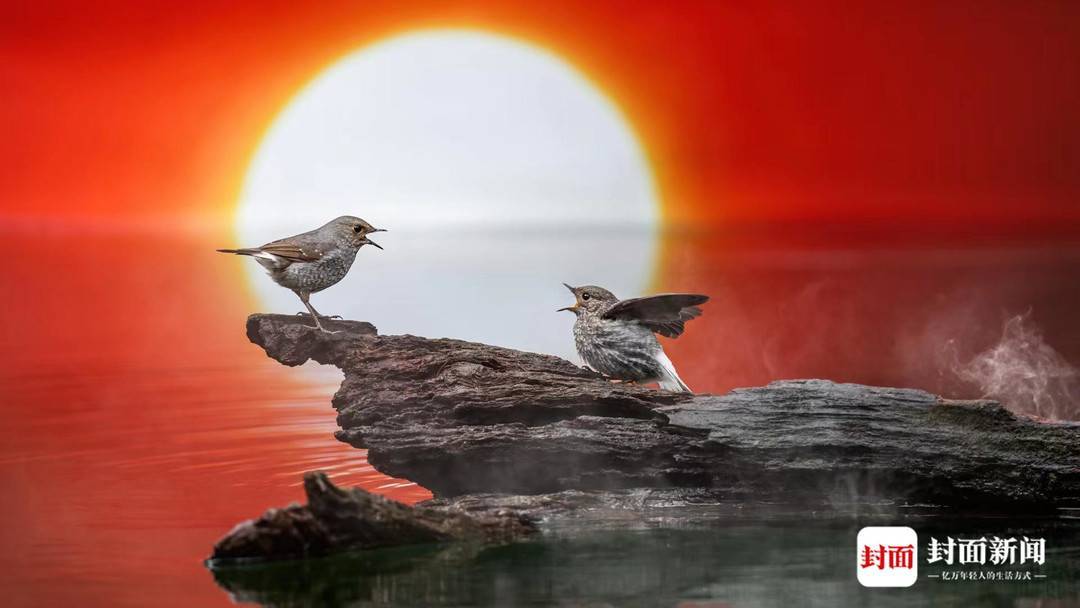 图集聚焦野生鸟类艾雅康每一种鸟都有独特的美国际生物多样性日