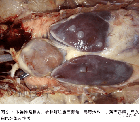 雞的26種禽肝病