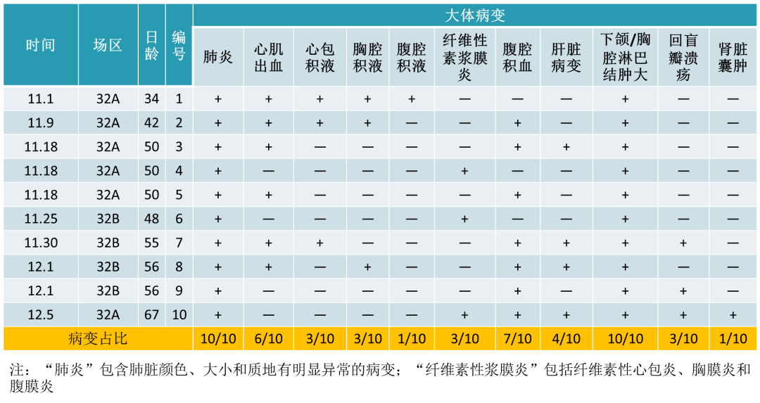 充血:肺脏大体病变所有肺脏均有不同程度的病变:心脏大体病变心脏