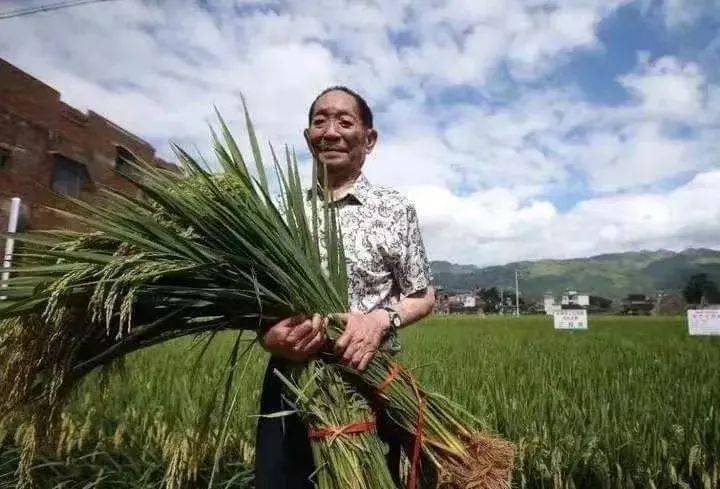 在上世纪70年代时,袁隆平发明的杂交水稻已经达到亩产500公斤,这相比