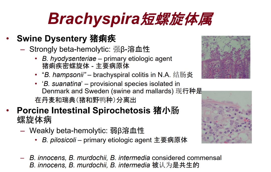 我们的采样结果发现,有的猪只即使检测出来「猪痢疾短螺旋体」是阳性