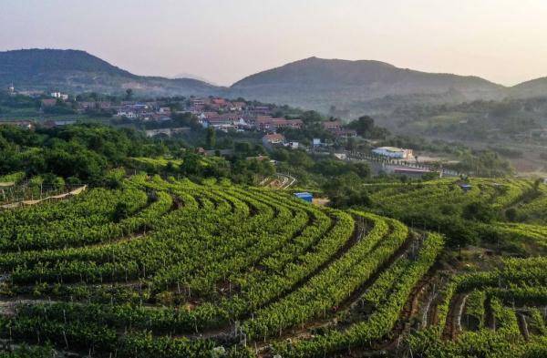 河北遵化葡萄园美景如画