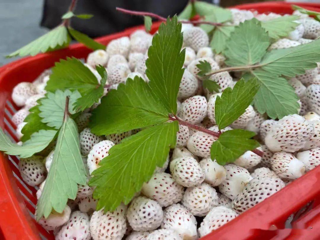 略阳的瓢儿熟了约吗