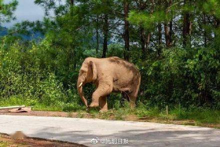 野象过寨后村寨做了哪些变化