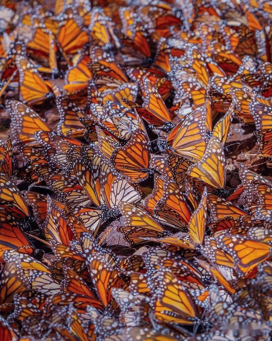 墨西哥帝王蝶图片