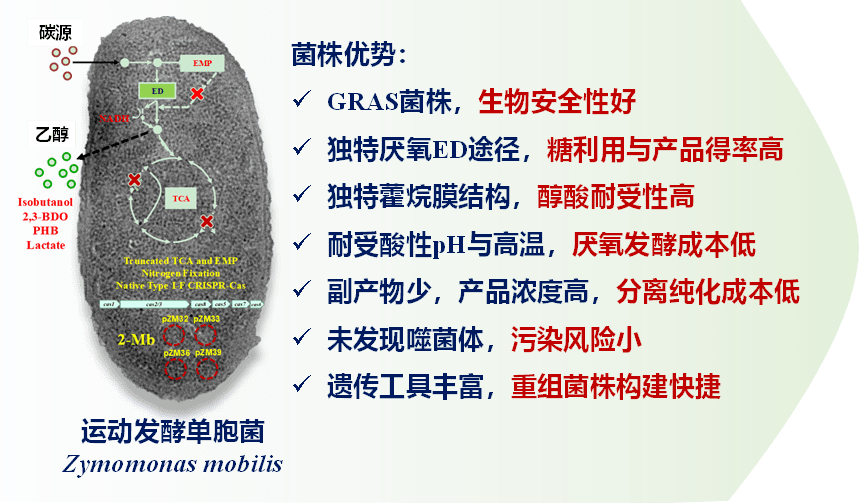 副产物少,产品浓度高,分离纯化成本低;其三,它是兼性厌氧菌,耐受酸性