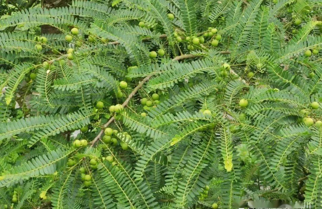 德宏的夏天怎么少得了酸果
