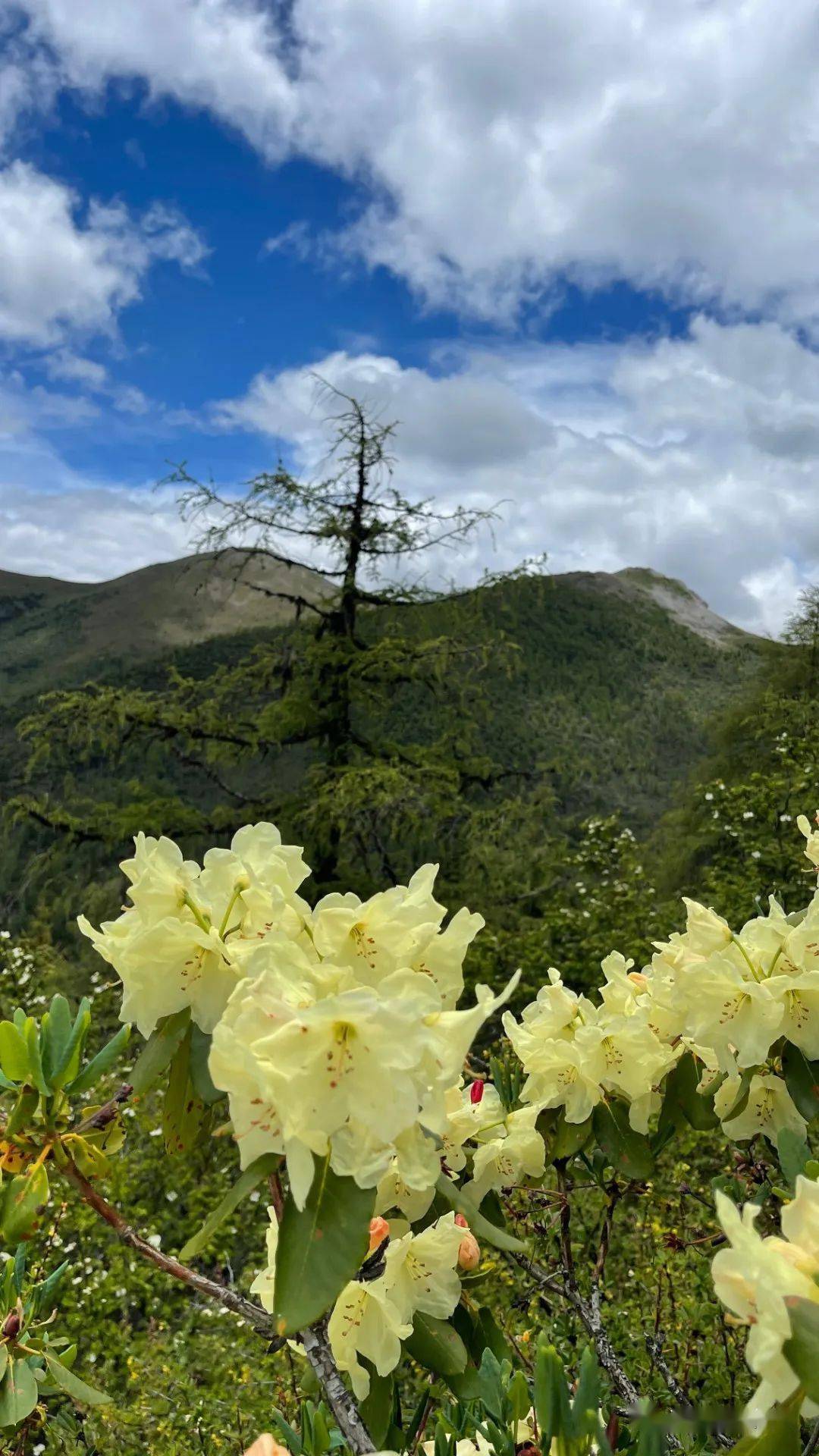 韦化杜鹃密枝杜鹃,金背杜鹃白马雪山的高山杜鹃林种类丰富白马雪山那