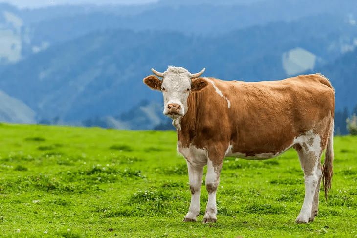 超解馋的中粮山萃手撕牛肉干精选内蒙天然放养牛后腿肉醇香牛肉劲道