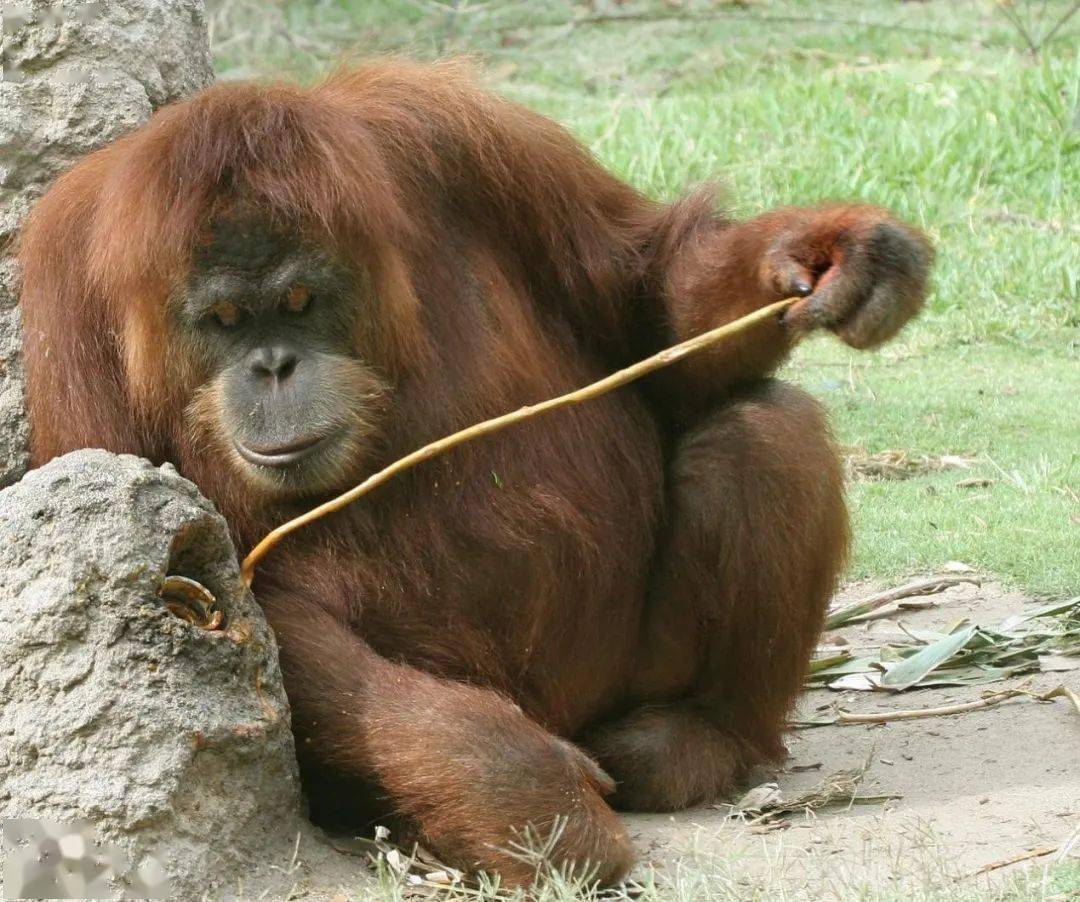猩猩「絕不跪著要飯」高姿態乞食 網一見牠表情笑翻：牠是認真的 - 民視新聞網