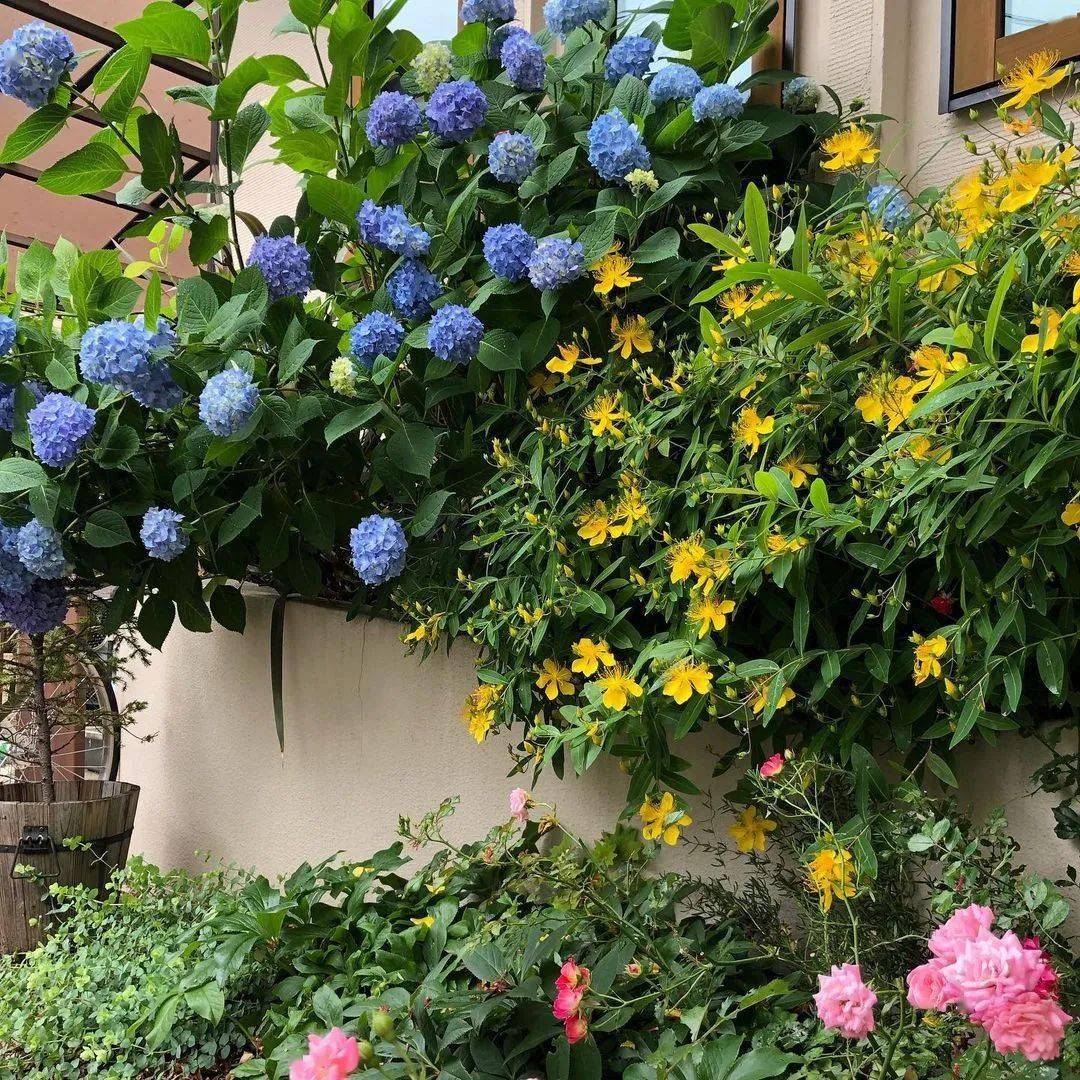 这些小黄花就少了故事里的伤愁,多了些生命的热烈_金丝桃_菖蒲_蒲公英