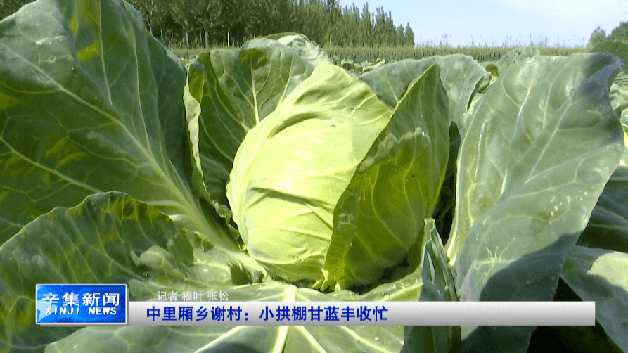 中里厢乡谢村:小拱棚甘蓝丰收忙