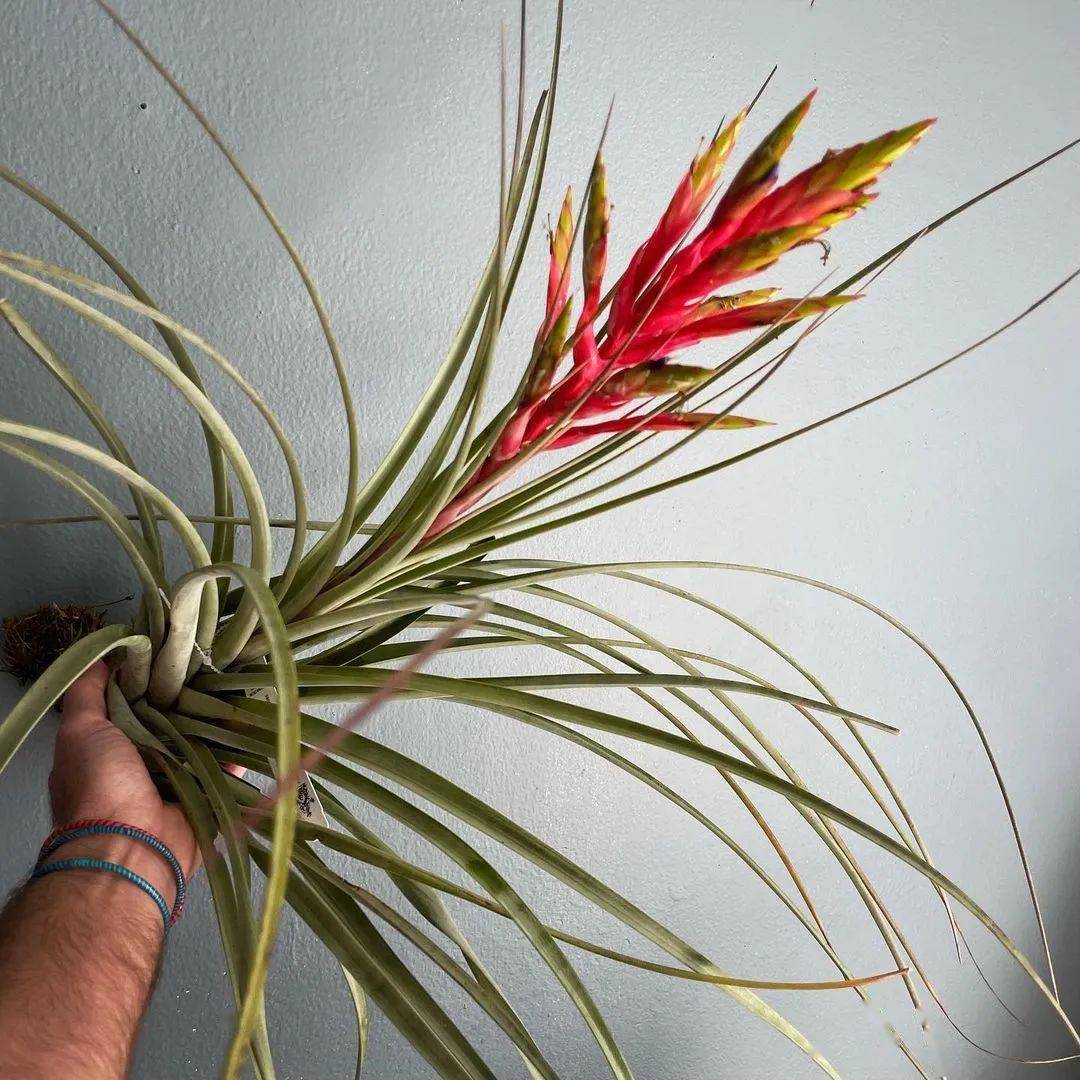 空凤/空气凤梨图鉴——费西古拉塔 (tillandsia fasciculata)_品种