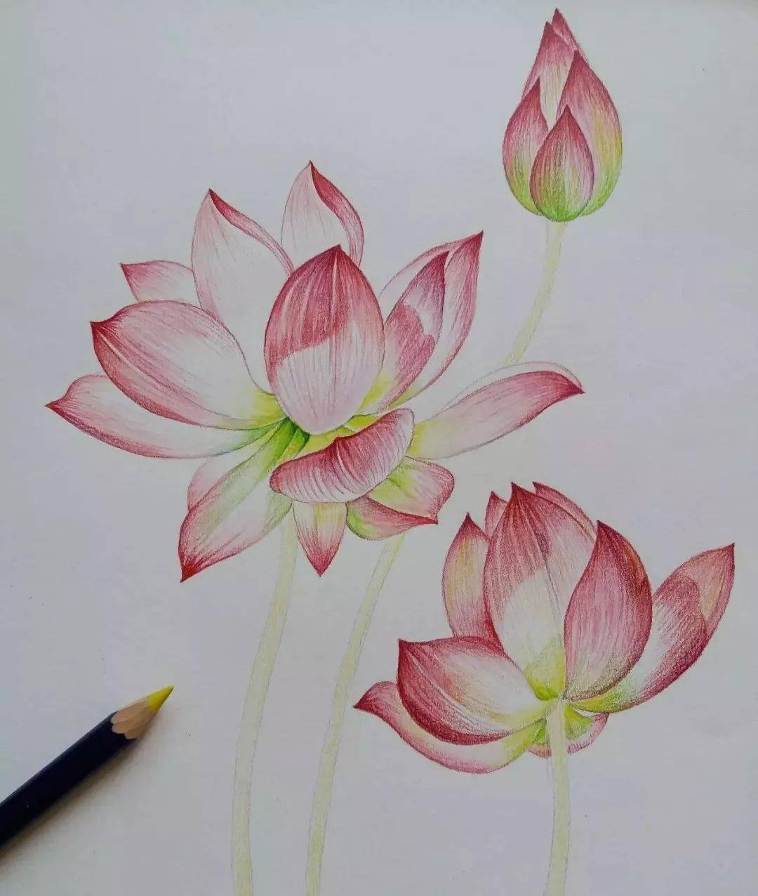 彩铅丨唯有绿荷红菡萏舒卷开合任天真