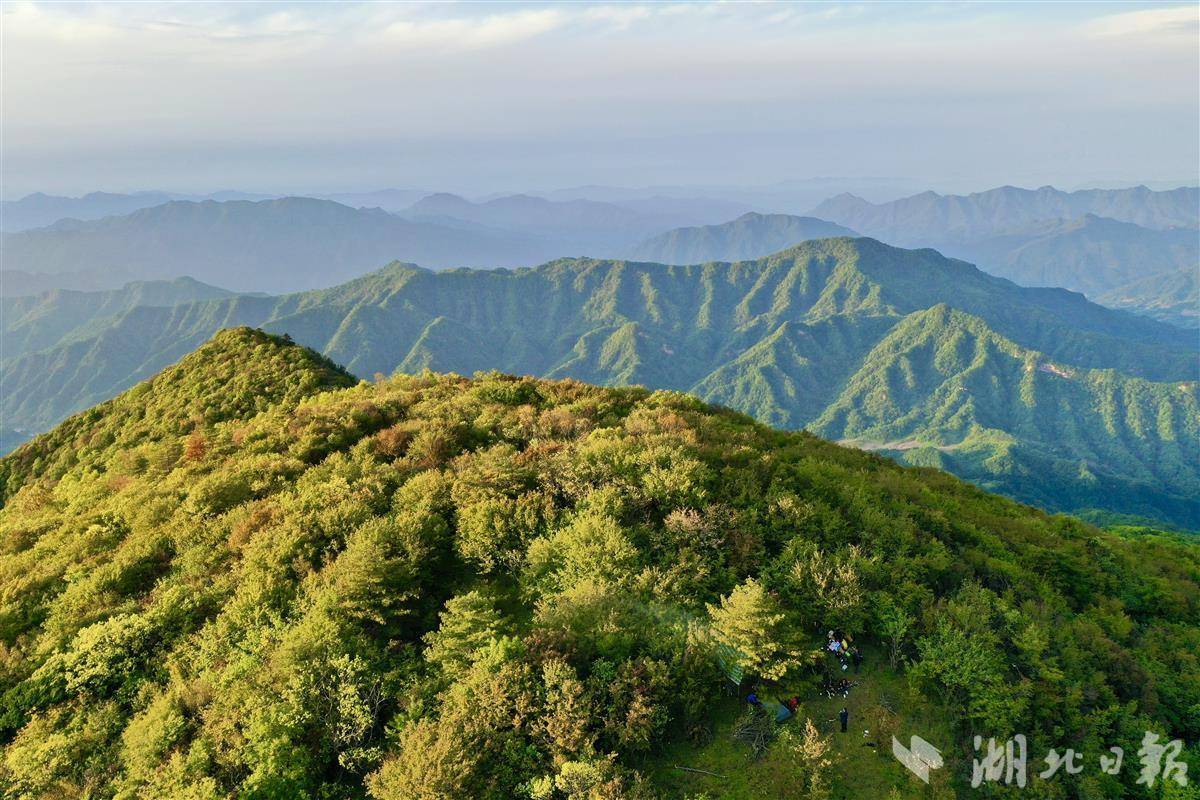 竹溪营盘山万亩野生海棠次第绽放