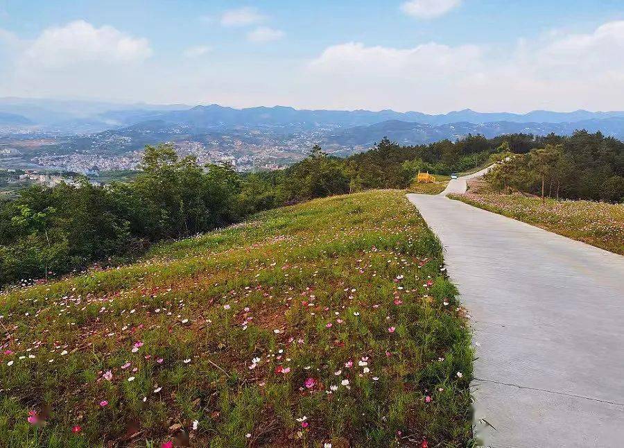 安康又一處格桑花海正在綻放就在這兒