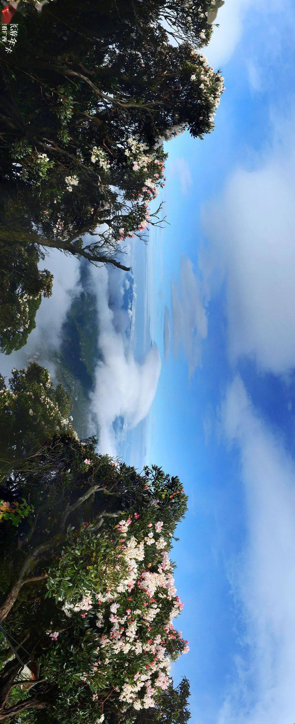 又绽放在云海,笑傲群山之巅金秀圣堂山特有万亩变色杜鹃夏之五月,花开