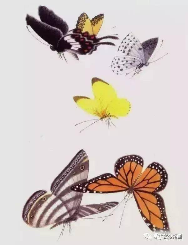 工笔没骨蝴蝶千姿百态画蝴蝶不用愁了