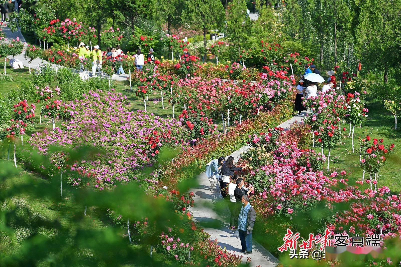 天水:北山月季生态园花开正艳