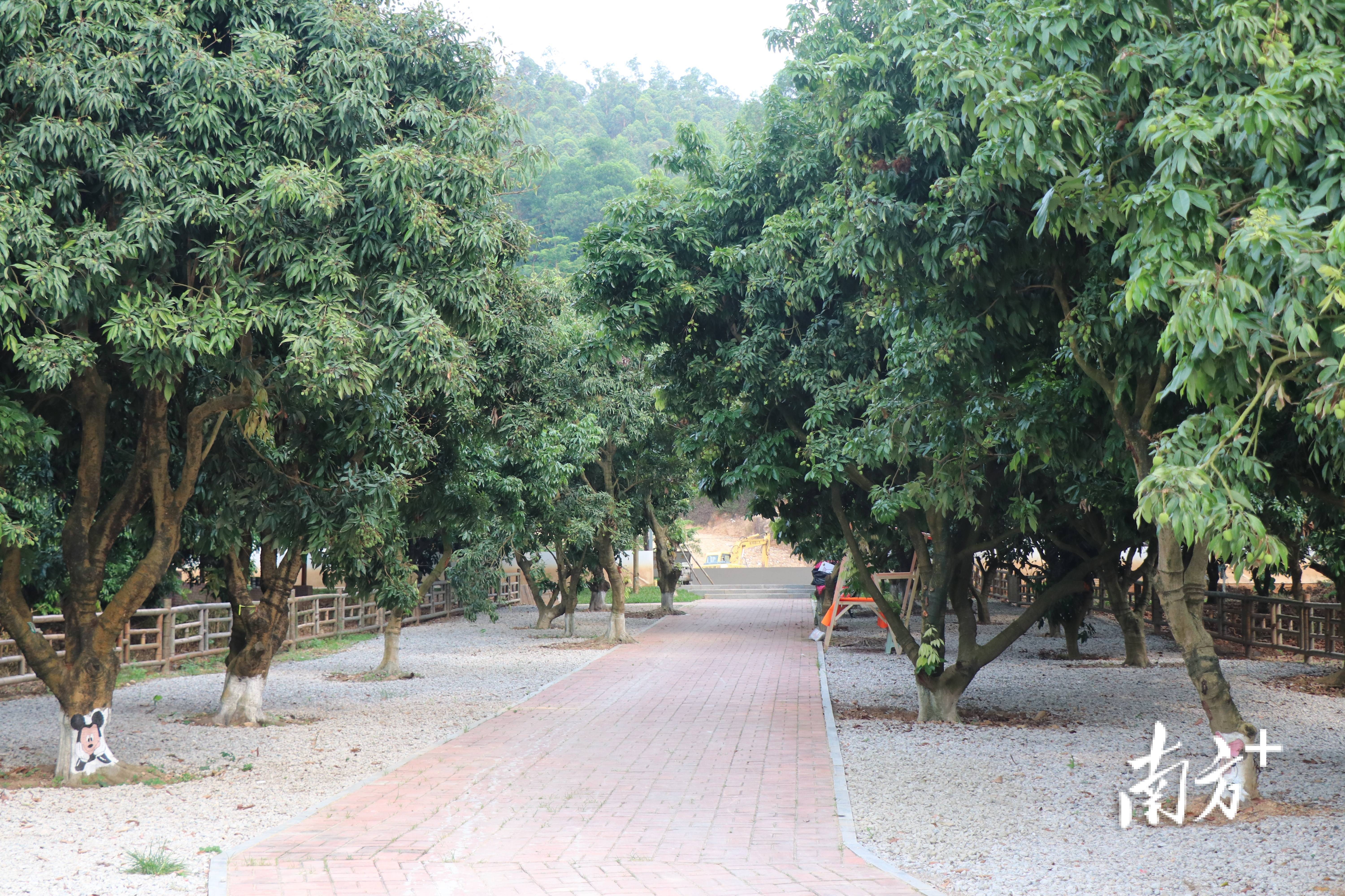 常平朗洲村围绕荔枝等特色打造生态旅游线路