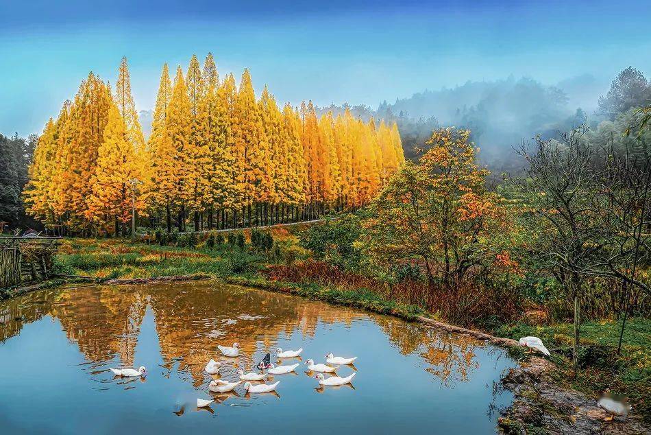 揭晓三明市秀美将乐县61康养龙栖山摄影展作品征集评选结果出炉