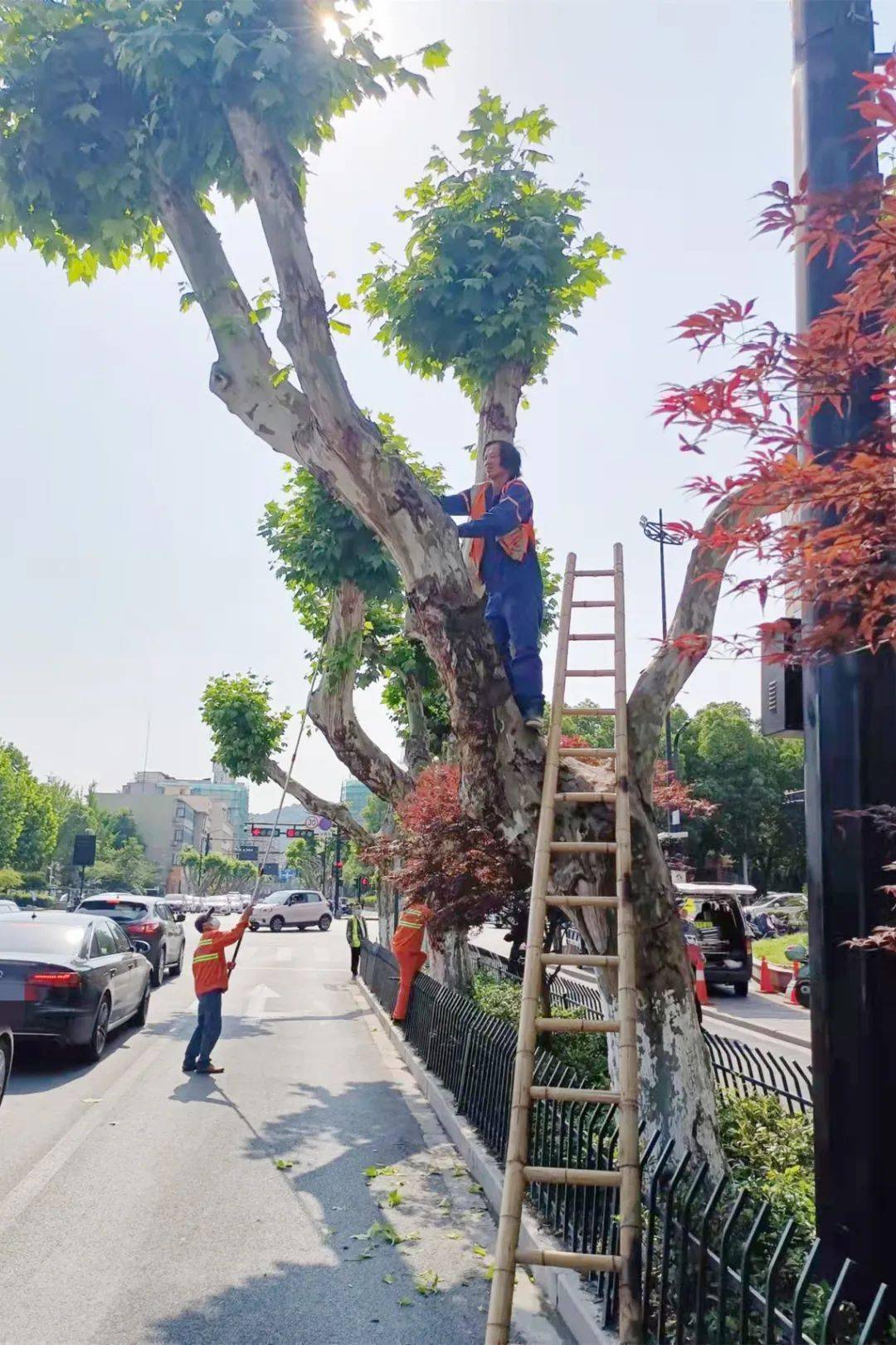 法桐的修剪成型图片图片