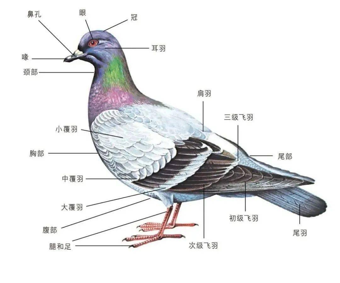 鸟各部位名称及图片图片