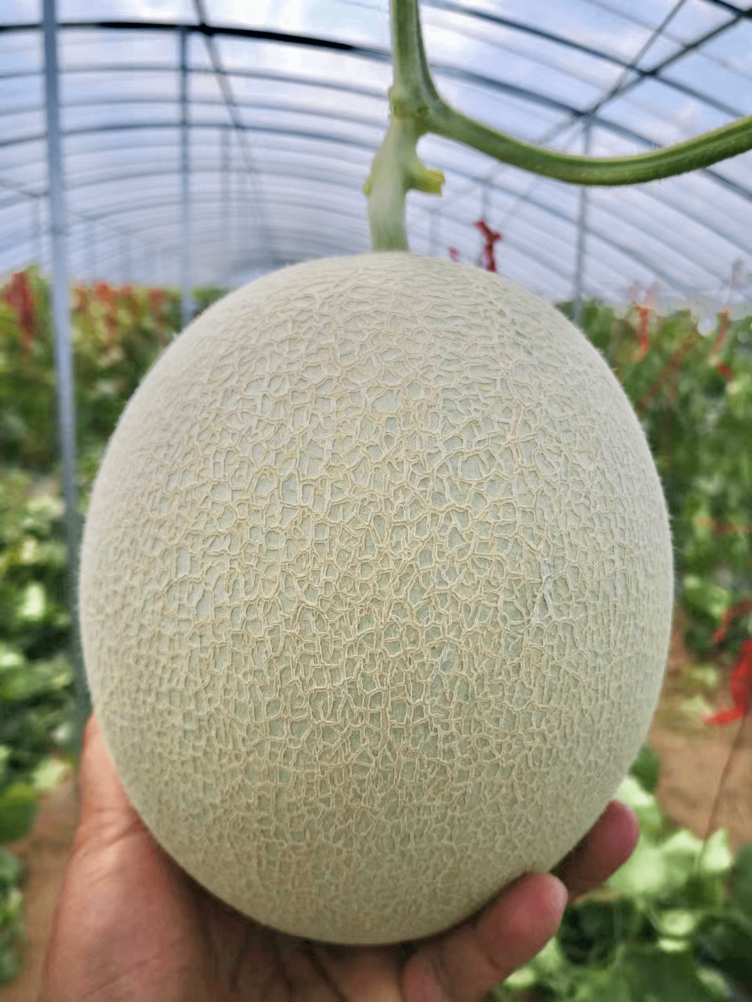 海阳正宗网纹瓜,甜糯醇香,入口即化,越放越甜,48元2颗包邮!