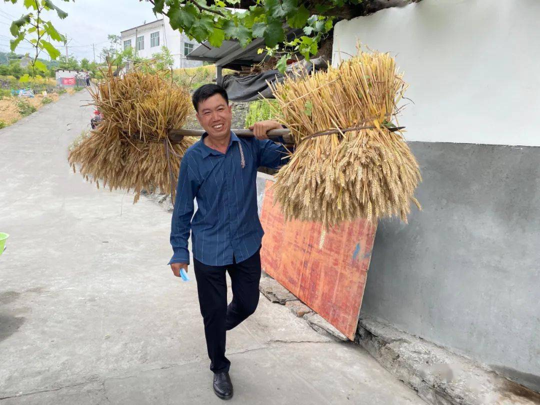 不消一會兒,麥子已被整齊收割紮成一捆一捆的,用擔子挑到路邊運回家裡