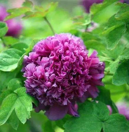 牡丹花品种大全完整版太珍贵了