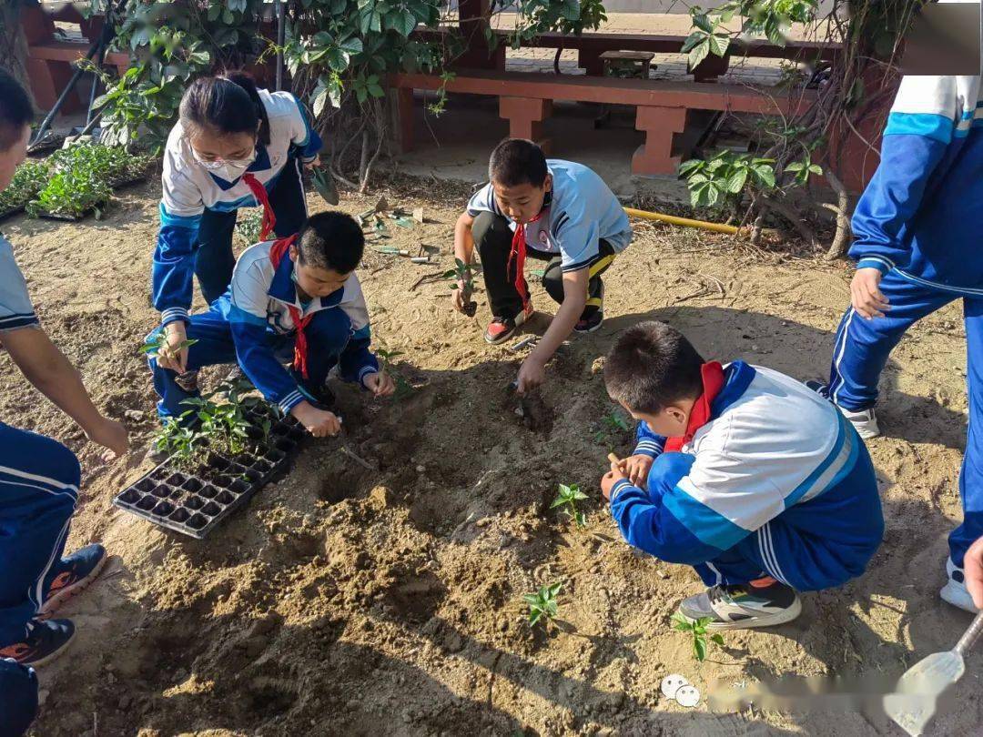 【劳动教育】黄河路小学学生种菜忙,葵园快乐多_种植_实验田_实践