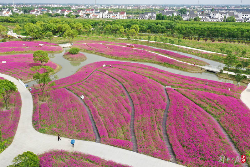 上海金山花海图片