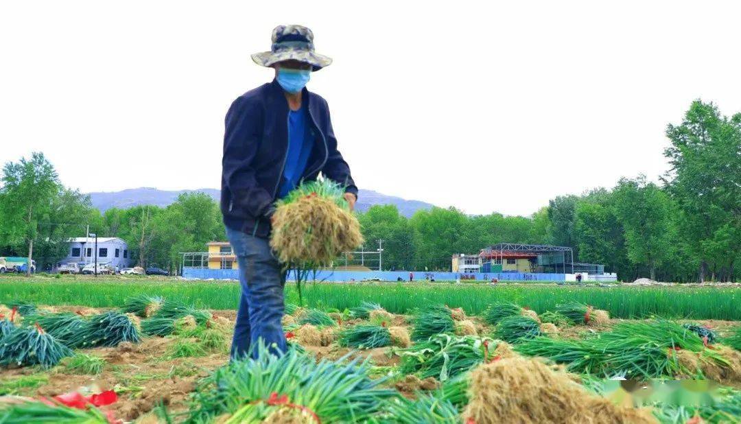 大通县长宁镇图片