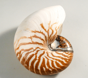 弘明带你英文看展—鹦鹉螺(下)_the_into_is