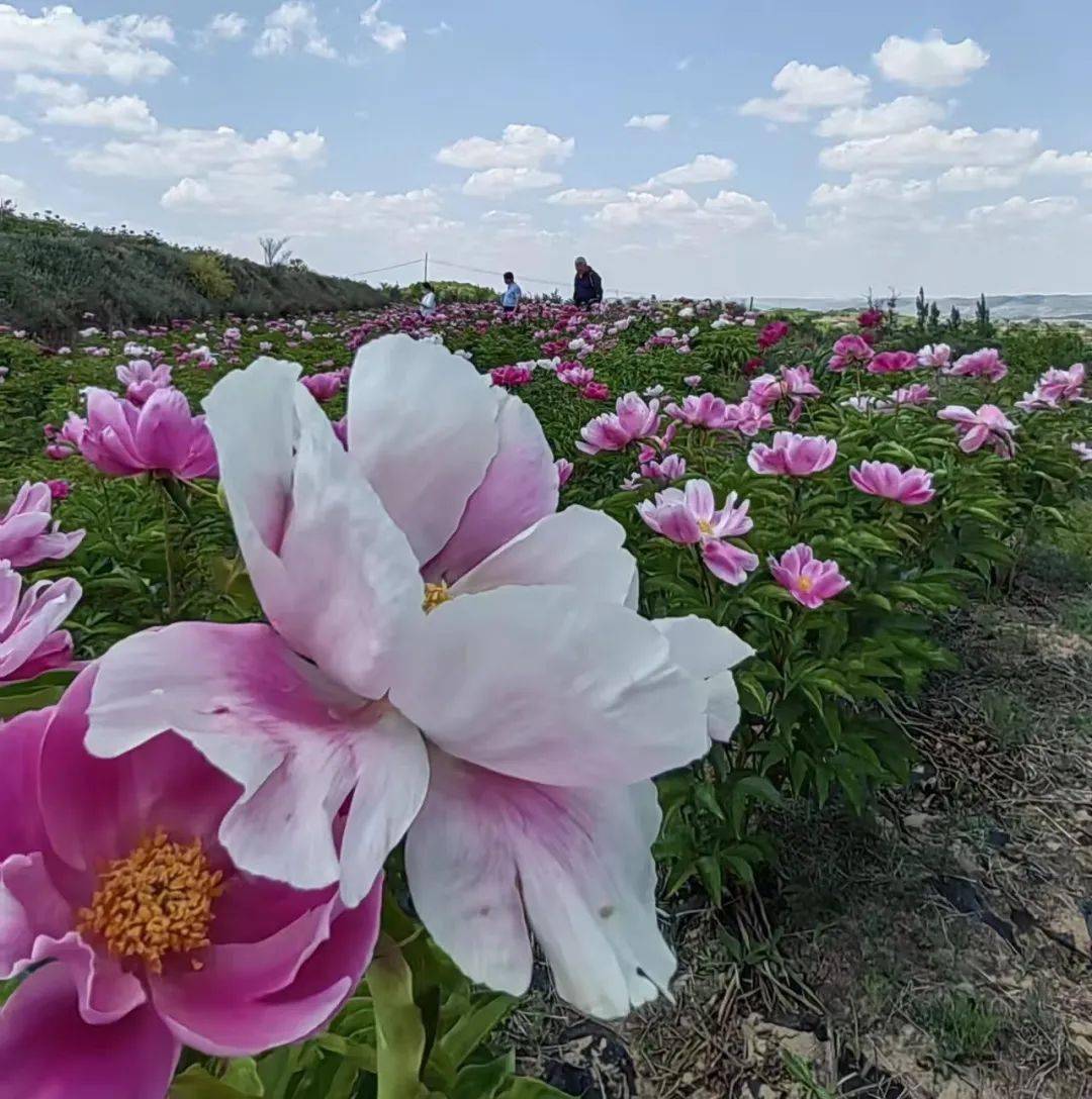 漂亮彭阳这片芍药花海美到令人心醉