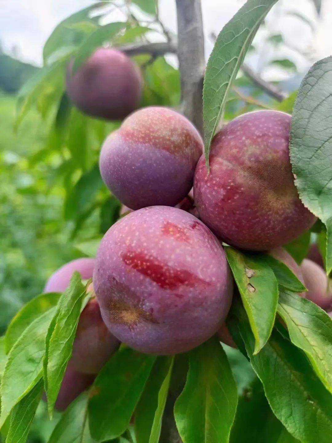 信宜钱排三华李上线58元5斤4050克中大果