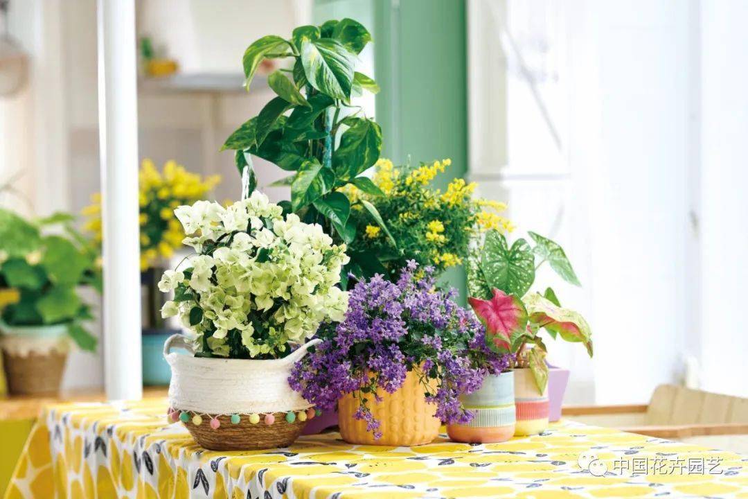 22年欧洲花卉植物春夏流行趋势 每周国际花讯 粉紫色