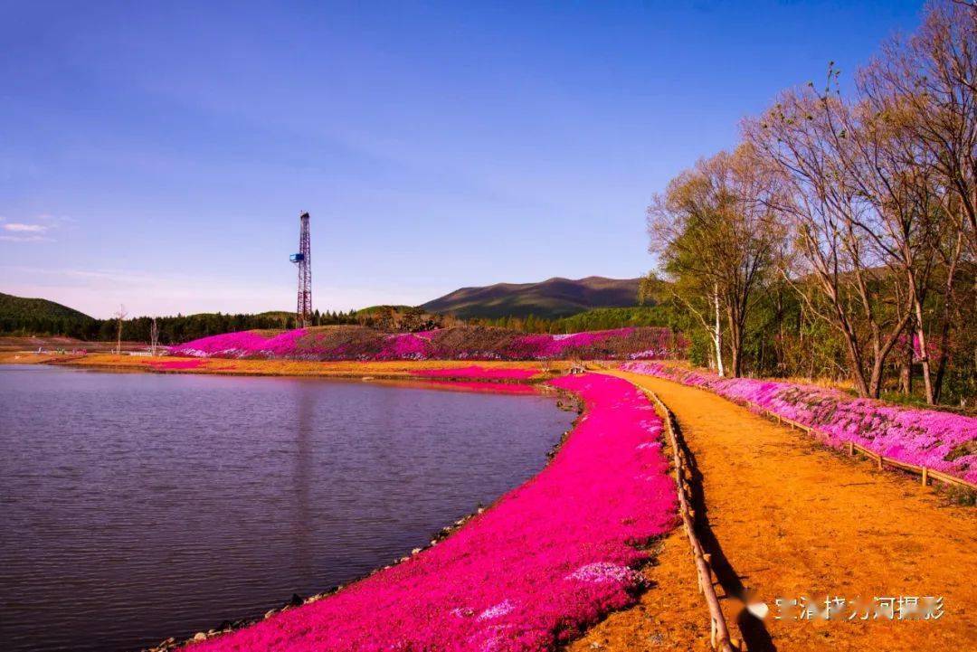 美图赏析宝清圣洁摇篮山芝樱花花海