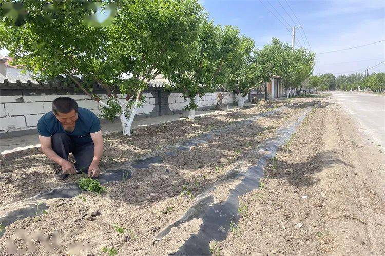 内蒙古通辽市开鲁县小街基镇庭院经济美了村庄富了口袋