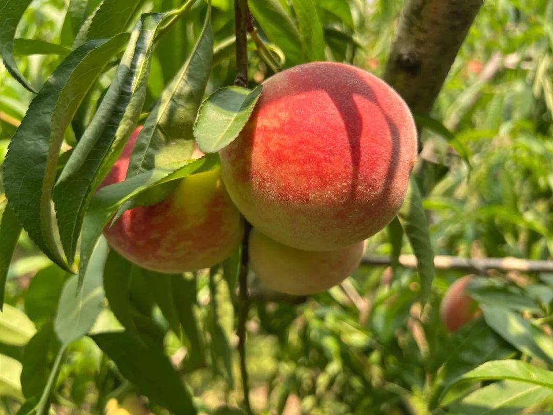 粉嫩多汁的人间水蜜桃,熟了!_桃子_龙泉驿_水果
