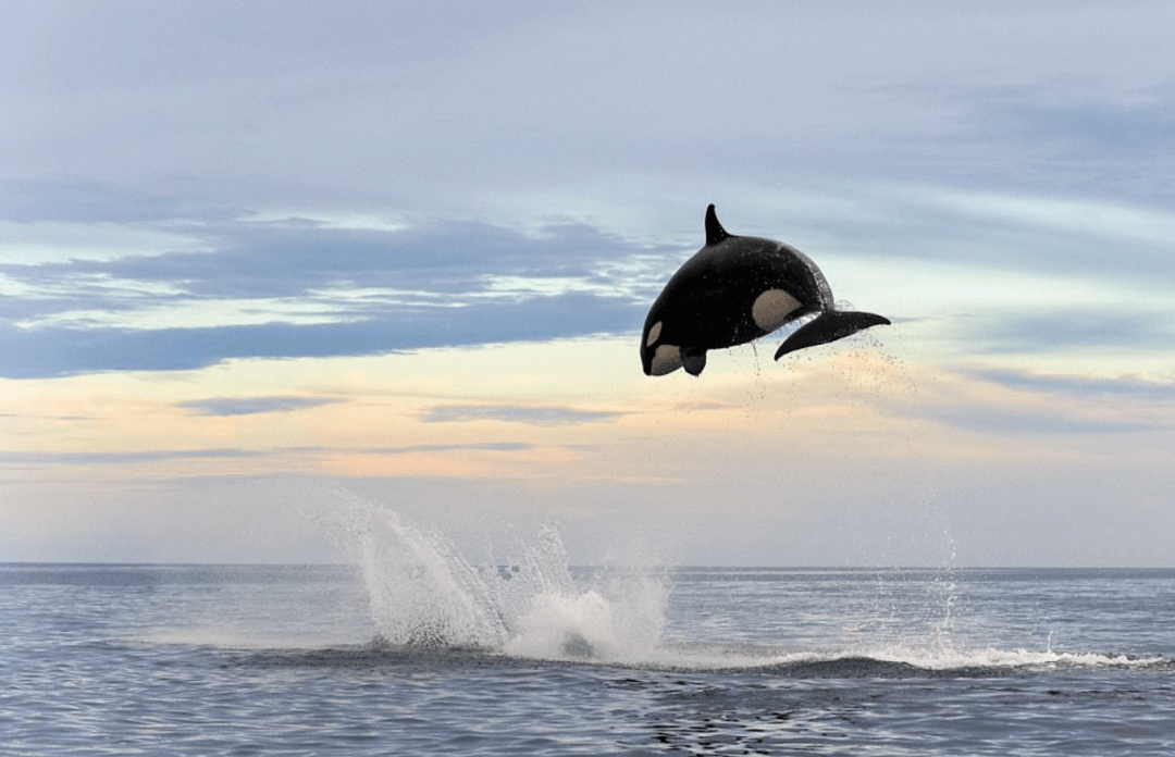 "鲸语者",用镜头记录海洋的精灵_swann_鲸鱼_潜水员