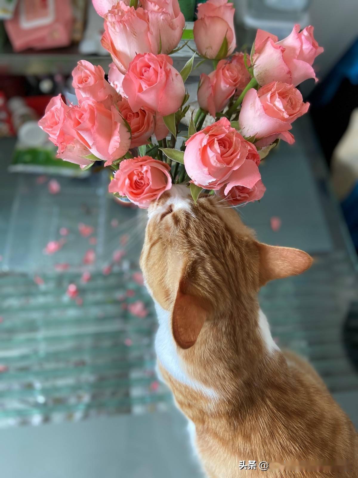 猫第一次见到玫瑰花表现很出人意外