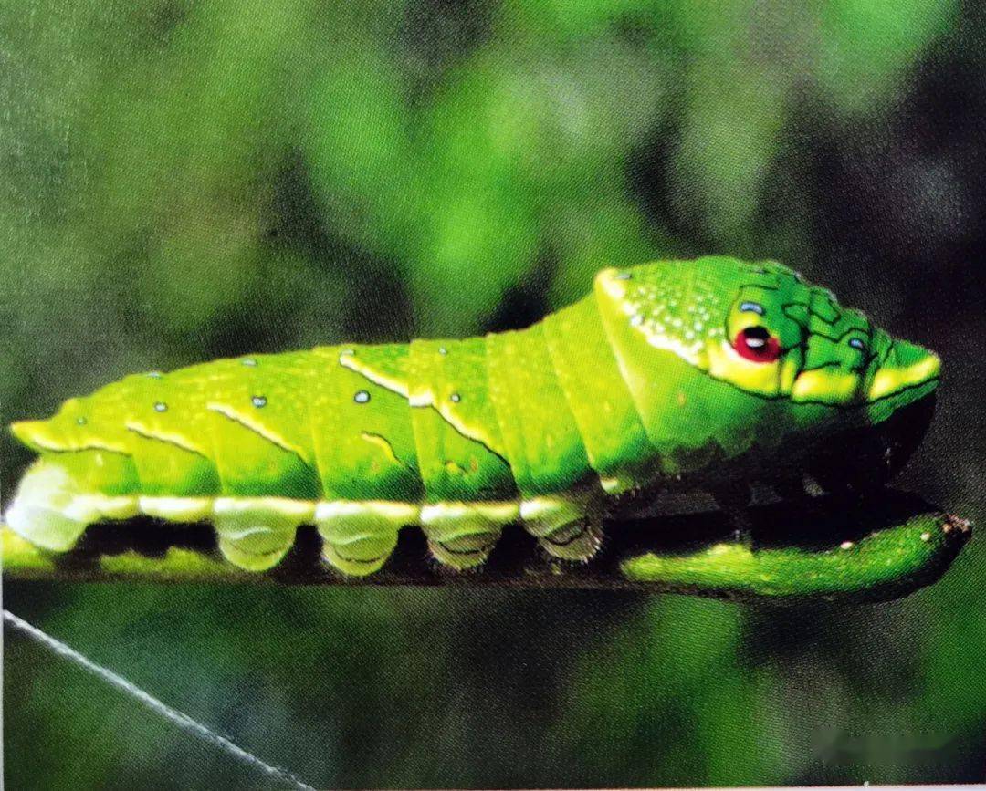 【泰山昆虫科普】——碧凤蝶_黑边_蓝色_斑纹