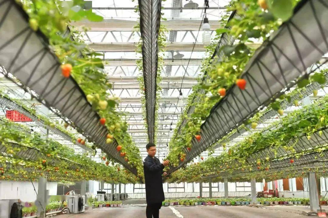 2022年三部门联合创建100个左右农业现代化示范区